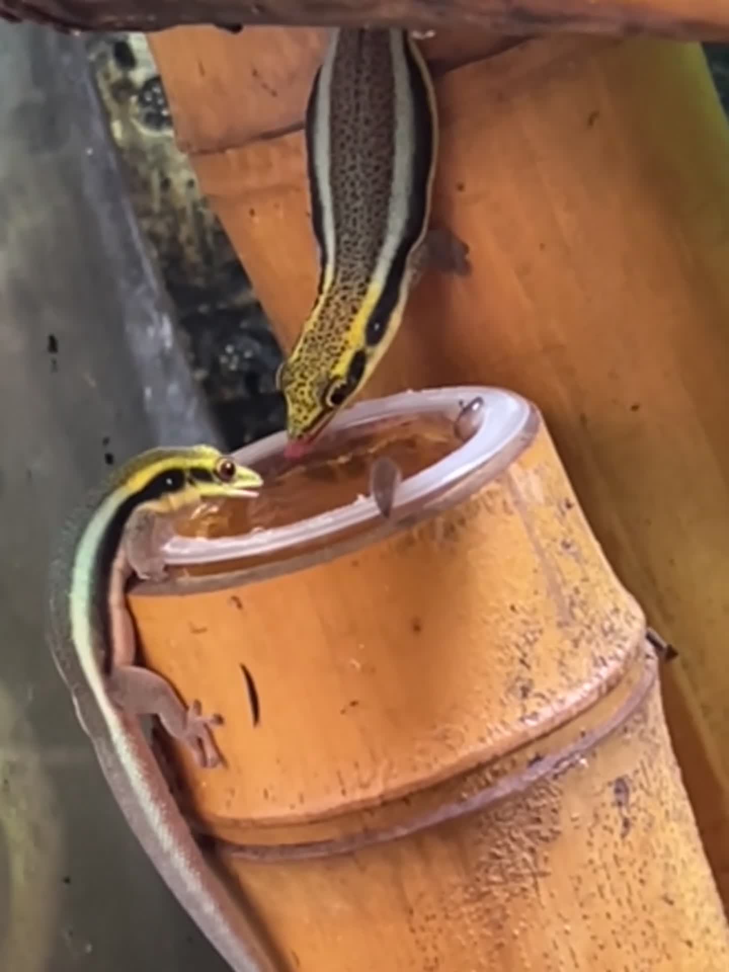 Gecko reptiles for sale: Neon Day Gecko group  - Video 2