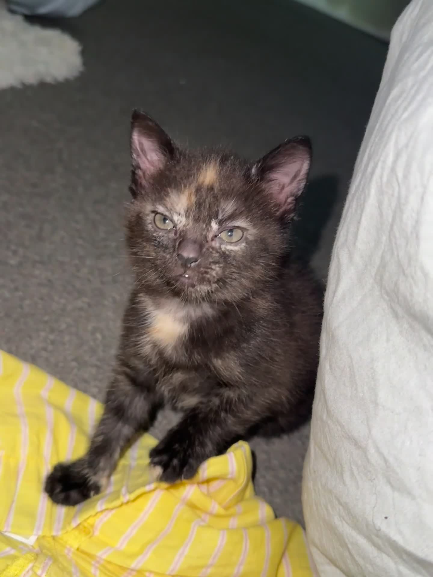 British Shorthair cats for sale: 2 beautiful boys for sale  - Video 2