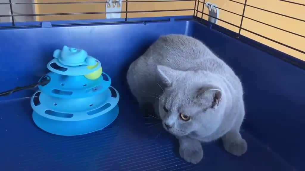 British Shorthair cats for sale: 🌟GCCF BSH 🏆Champion Bloodline 🌟5-Gen Pedigree🌟 - Video 5