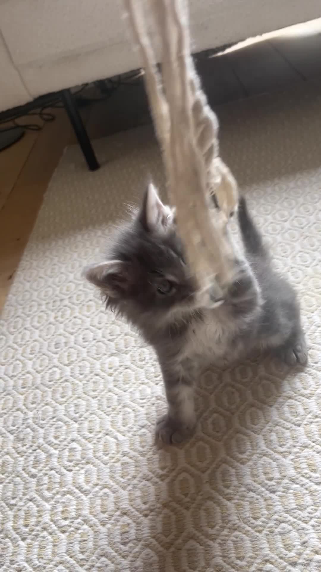 Maine Coon cats for sale: Pure breed Maine Coon silver kitten - Video 2