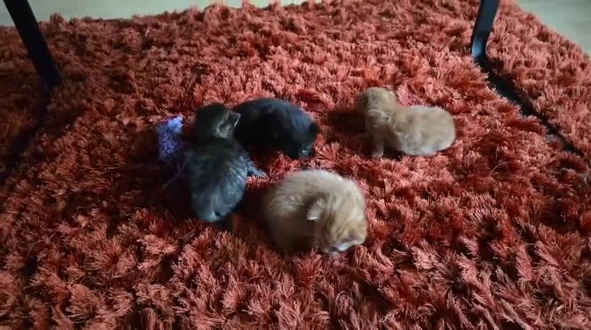 British Longhair cats for sale: 4 Adorable kittens for sale  - Video 1