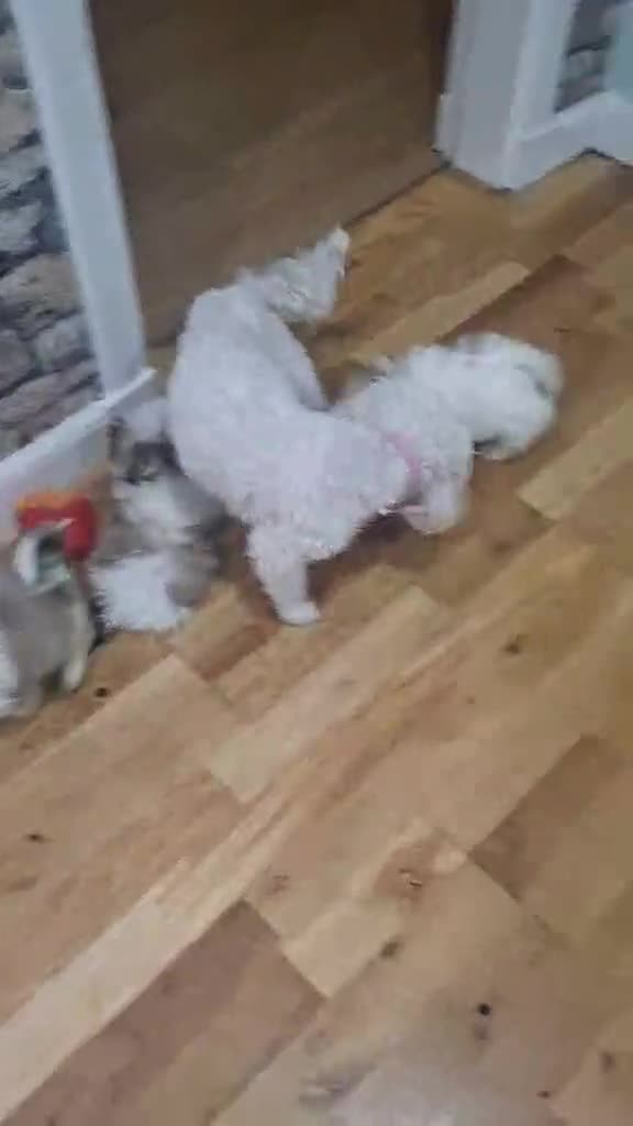 Mixed Breed dogs for sale: Shihchon puppies  in Newton Stewart - Video 1