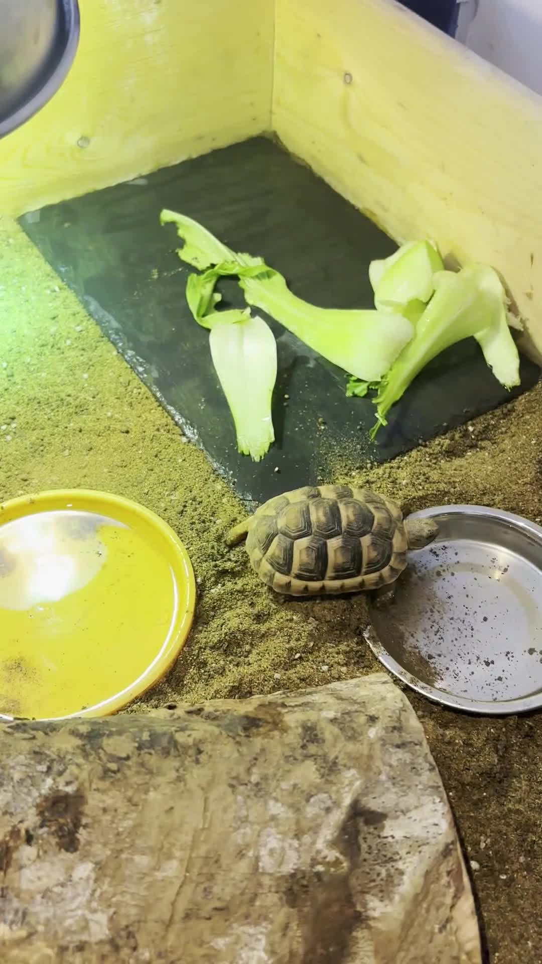 Tortoise reptiles for sale: Pair of Tortoises for Sale+ all equipment - Video 1