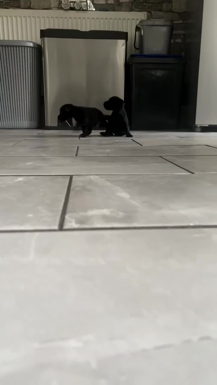 Patterdale Terrier dogs for sale: PURE Patterdale Terrier  - Video 3
