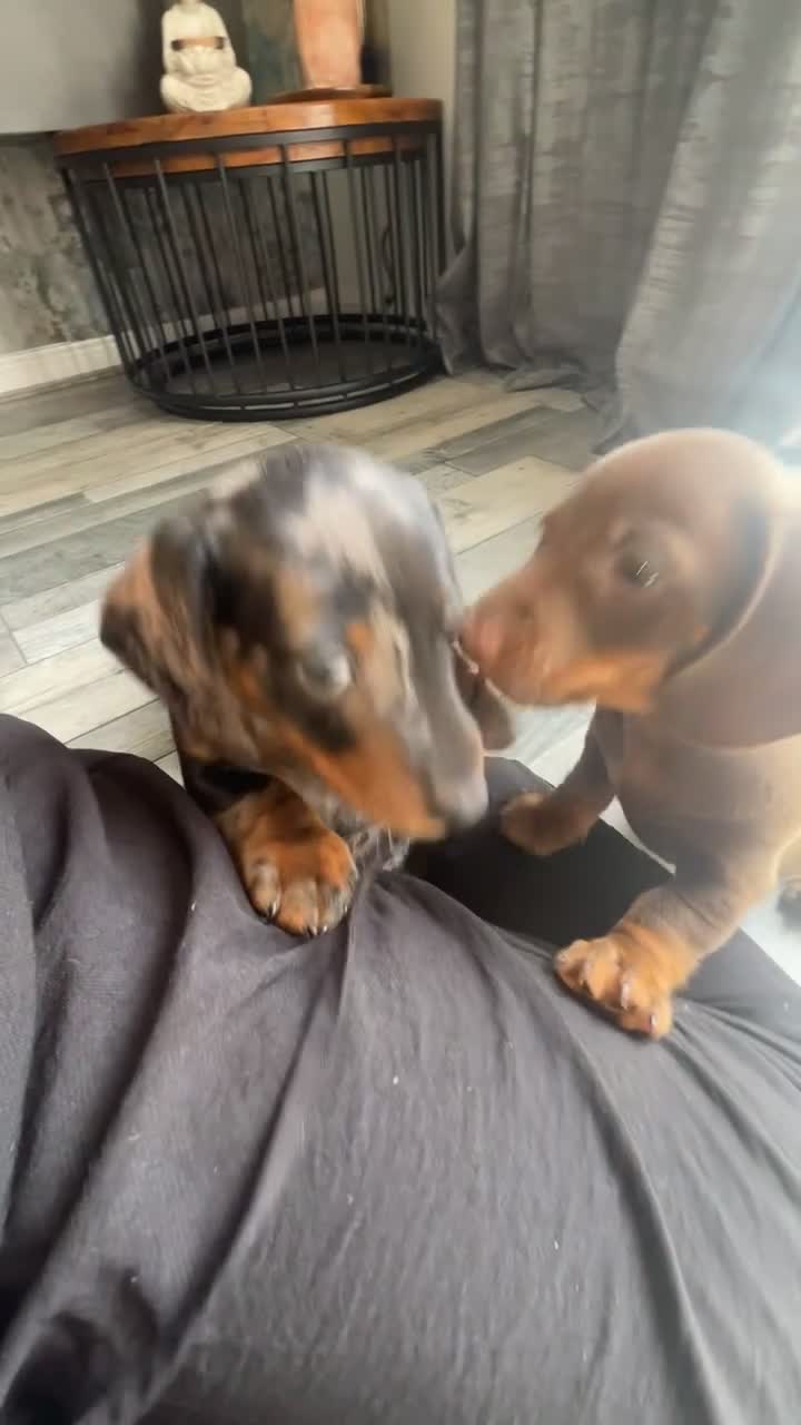 Miniature Dachshund dogs for sale: Miniature dachshunds  - Video 1