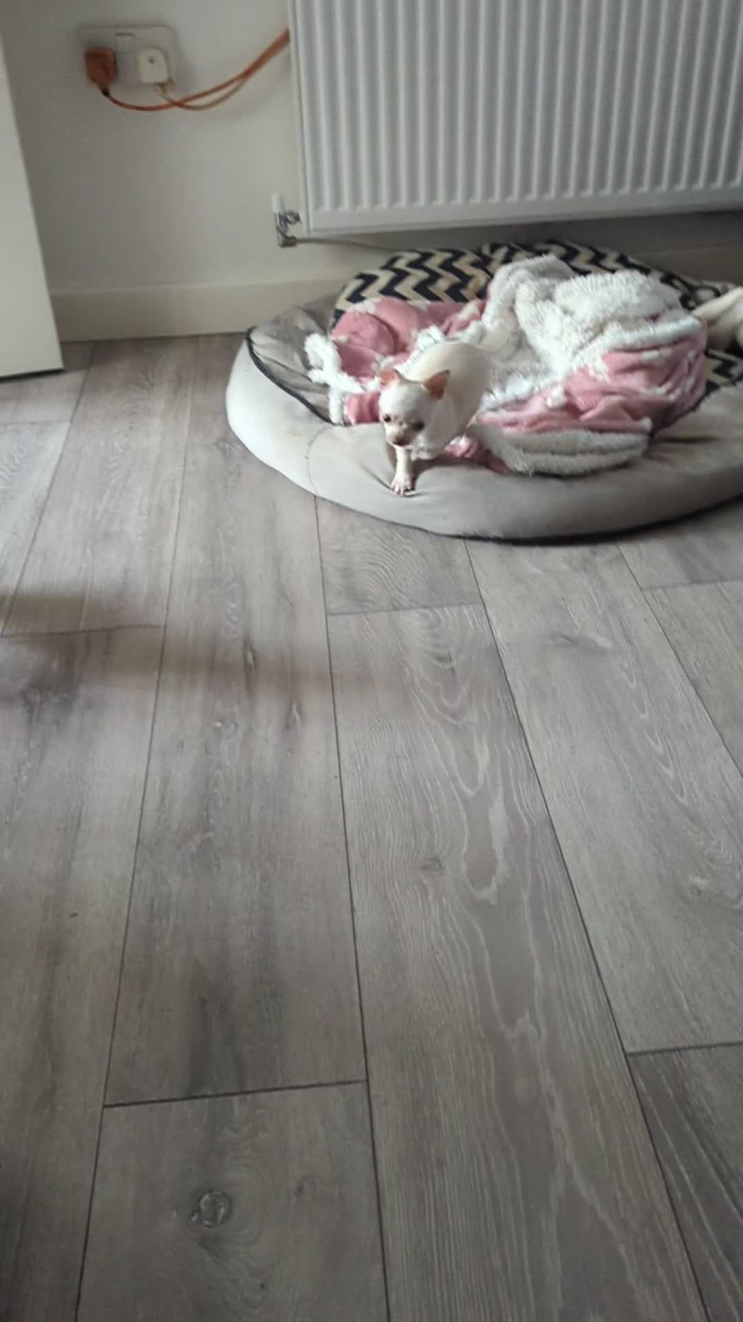 Chihuahua dogs for sale: Kc puppies 2 girl 1 boy - Video 1
