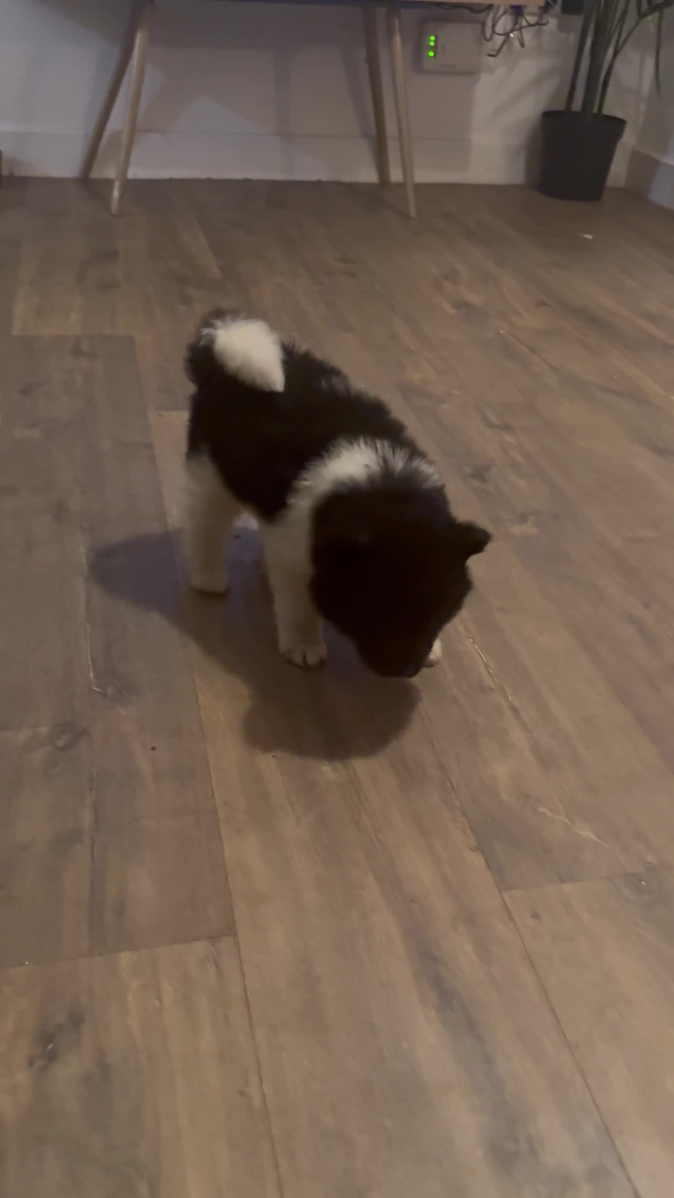 Akita dogs for sale: Beautiful Chunky American Akita Puppies - Video 3