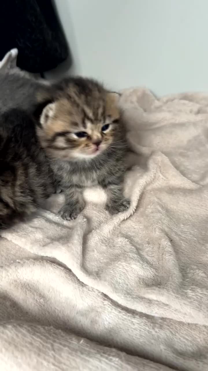 Scottish Fold cats for sale: Rare Scottish Fold x Scottish Straight Kittens 🌟 in Derby - Video 2