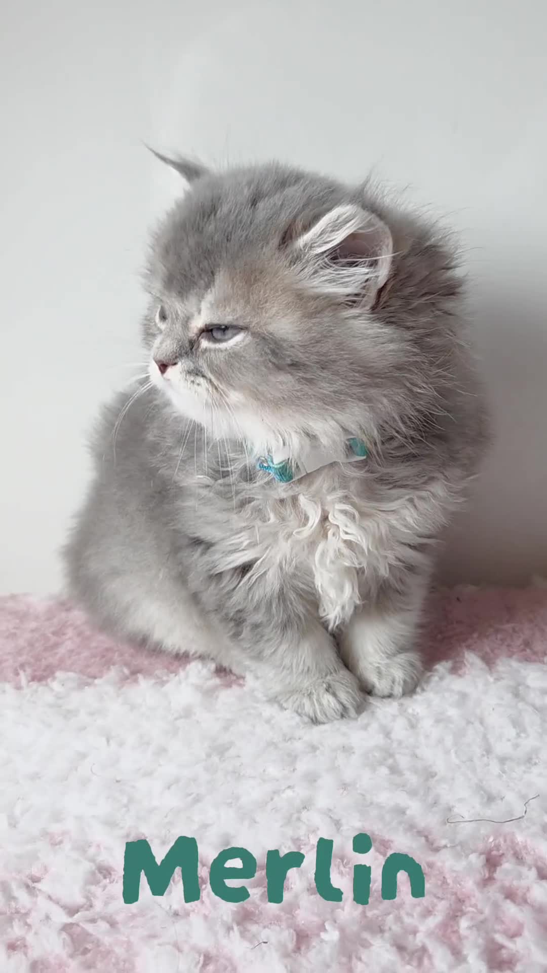 British Shorthair cats for sale: 💙British Longhair Babies, Ready to Leave 🏡 🧡 - Video 4