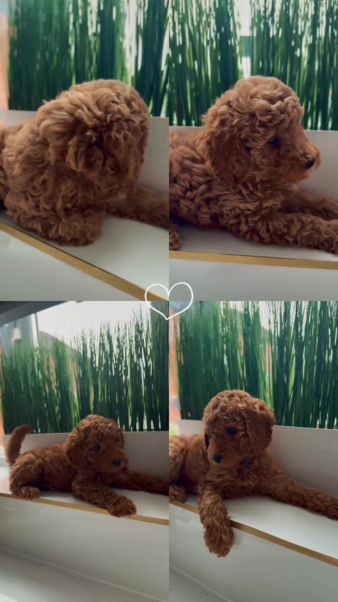 Australian Labradoodle dogs for sale: ‼️ Ready for their forever home ‼️  - Video 1
