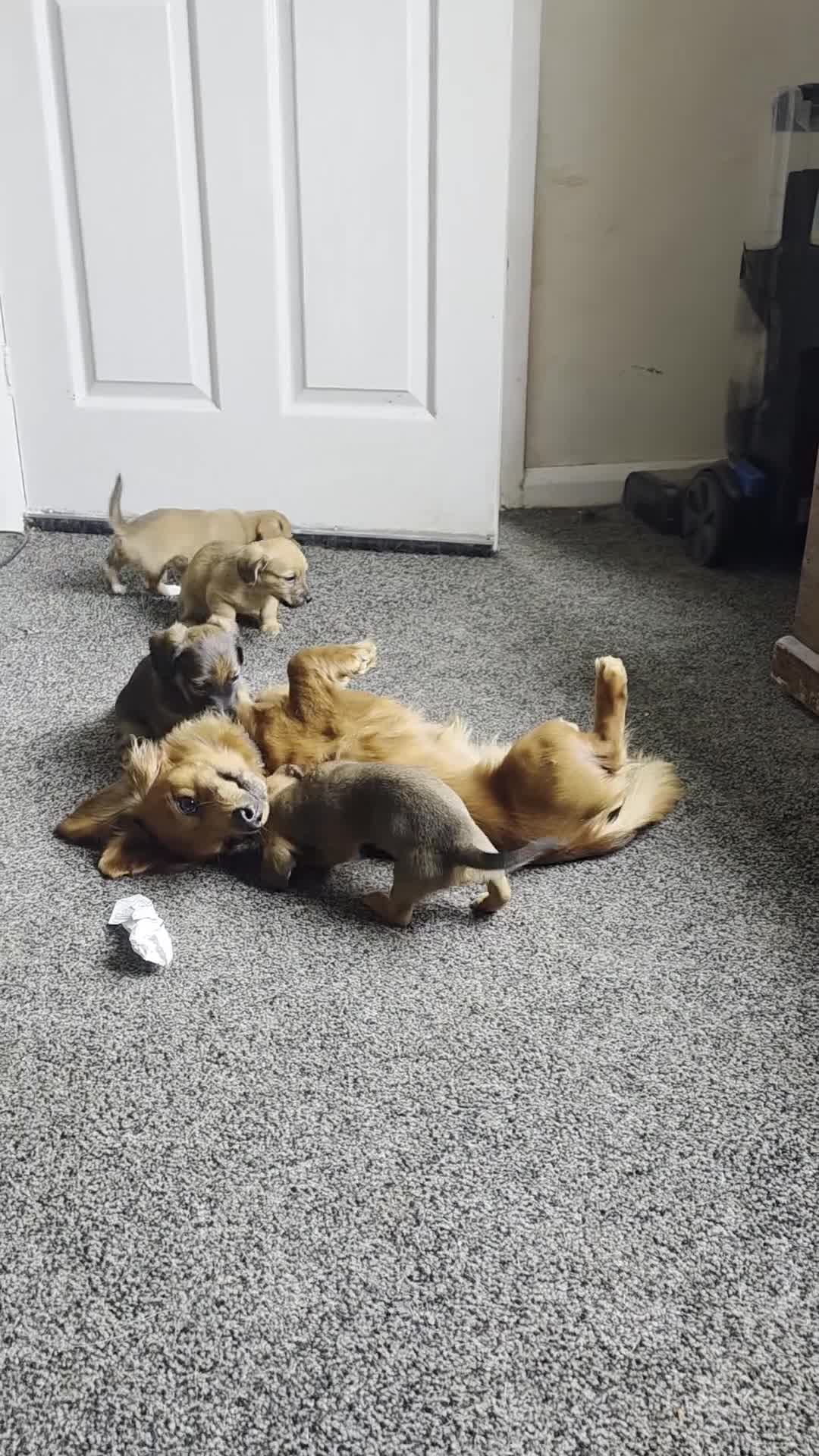 Jackshund dogs for sale: Minature long hair dashund x minature jack russell in Carlisle - Video 1