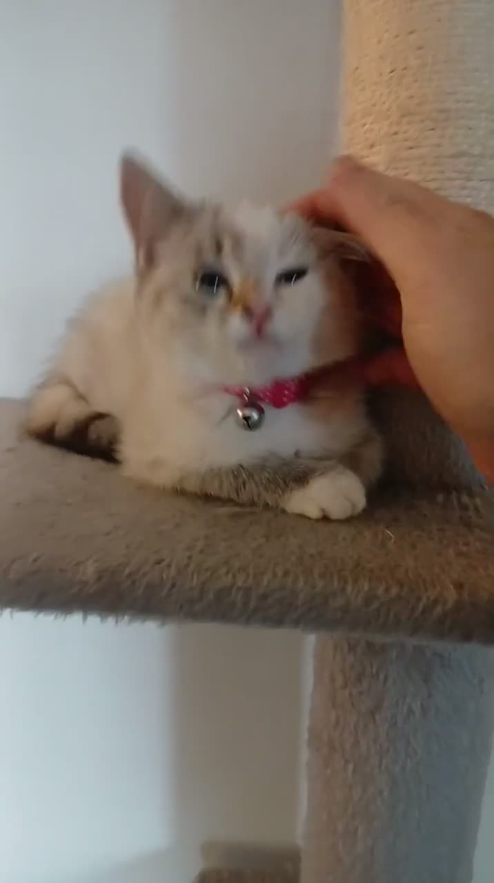 Mixed Breed cats for sale: Blue eyes mix ragdoll girl - Video 1