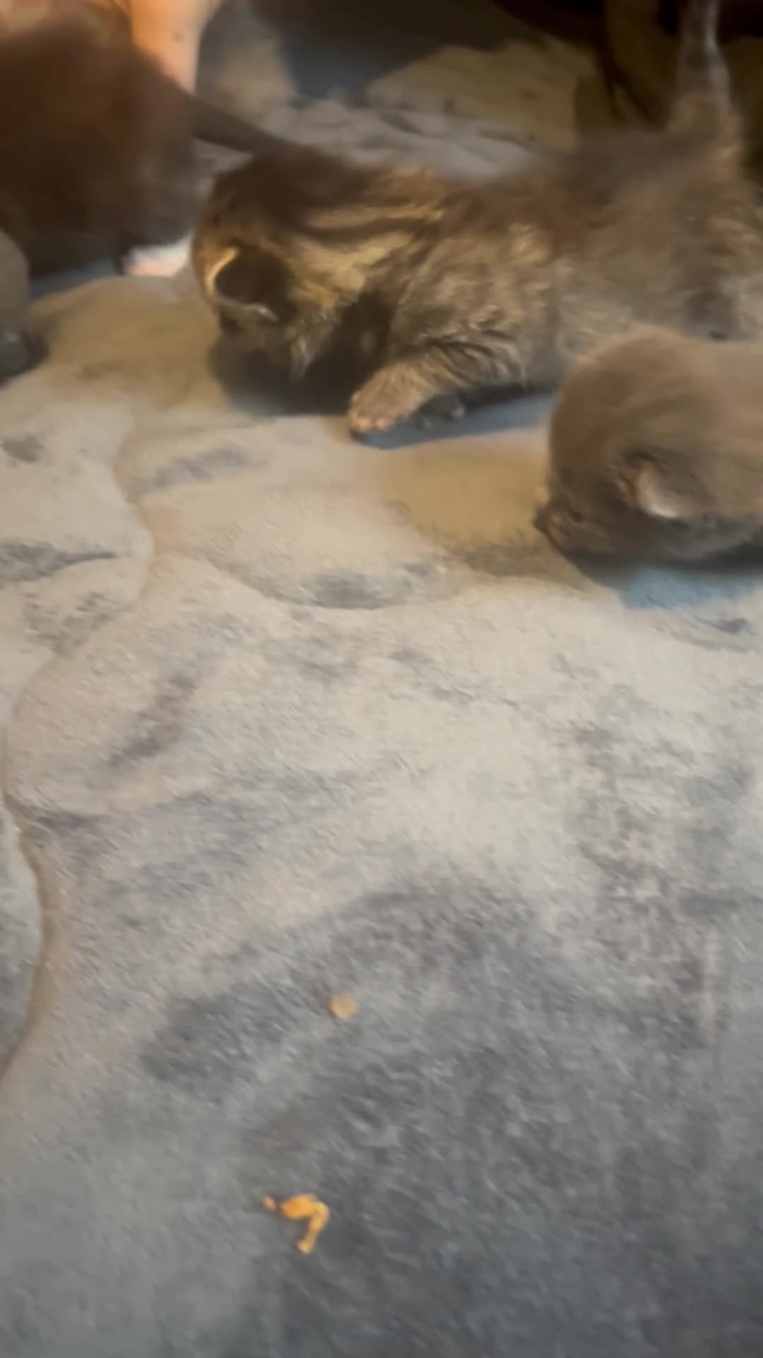 Mixed Breed cats for sale: 5 kittens for sale  - Video 1