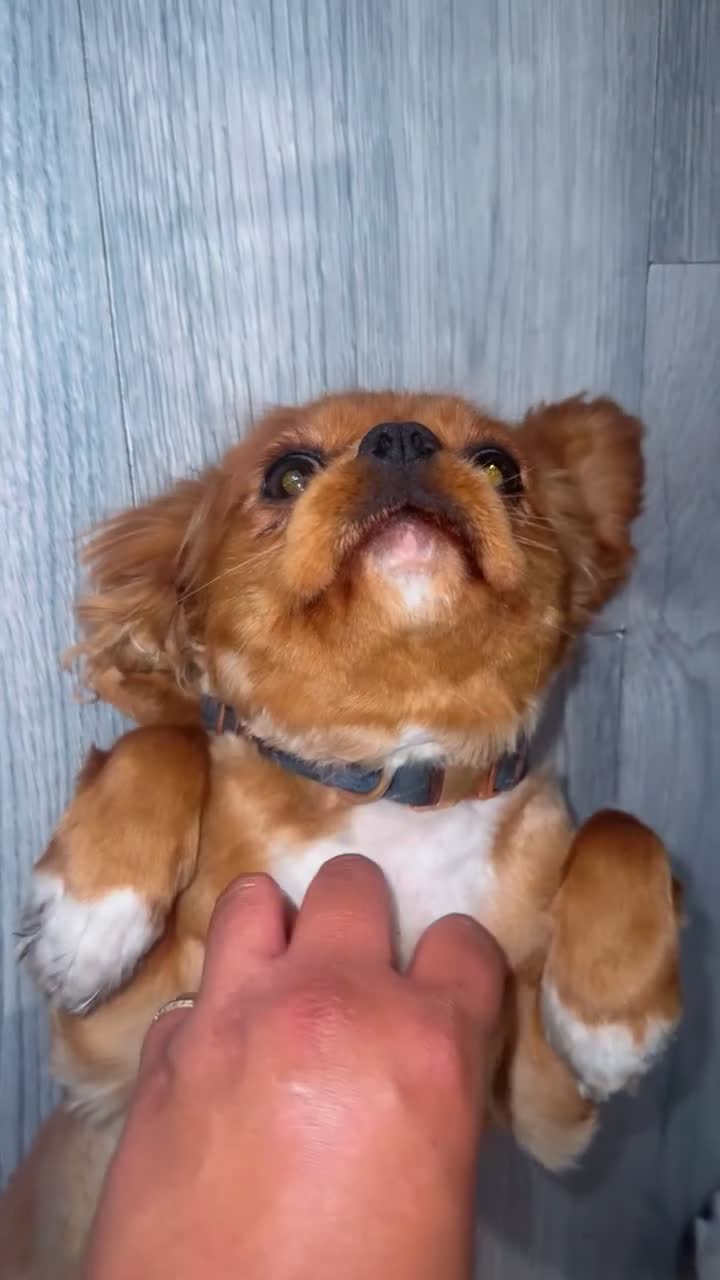 Cavalier King Charles Spaniel dogs for sale: KC Beautiful ruby - Video 2