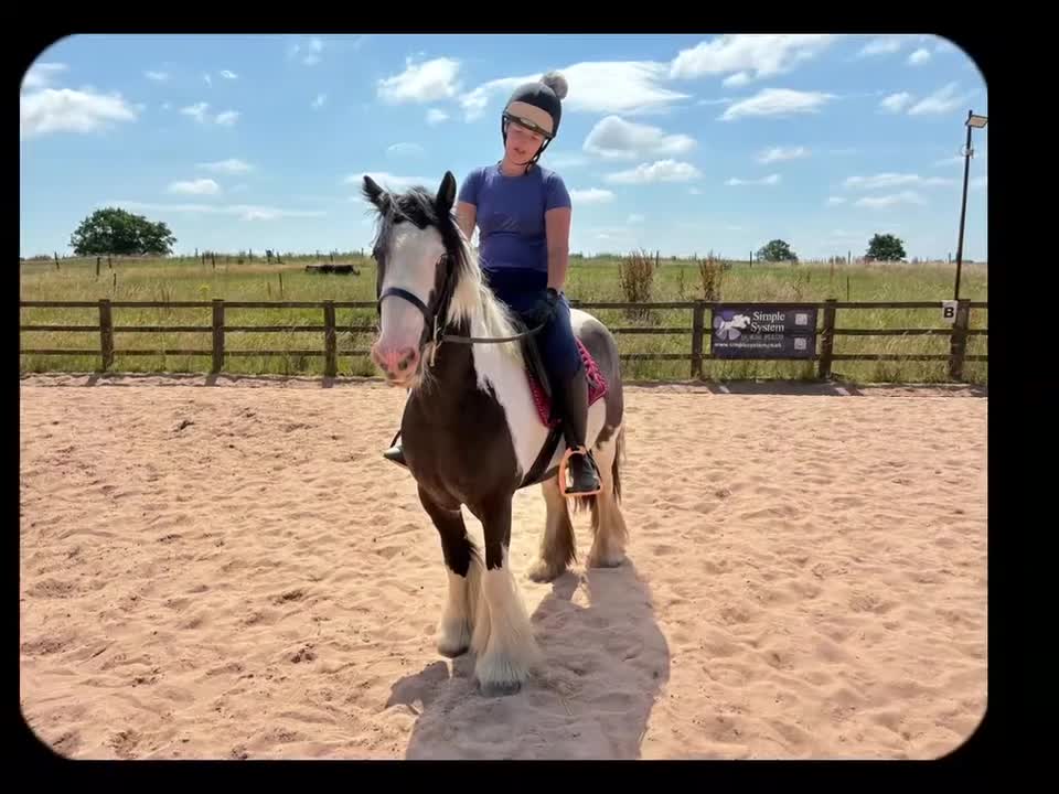 Irish Cob horses for sale: Tommy - 6 year old 13.1 Cob - Video 4