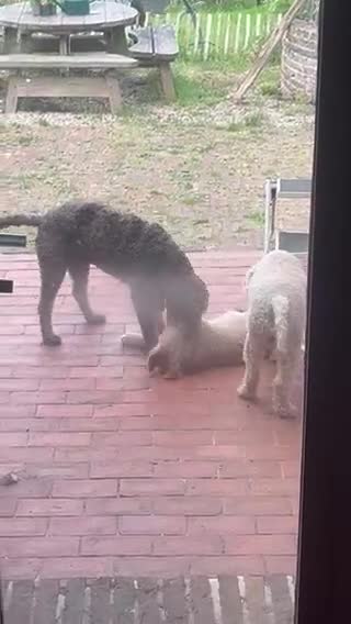 Lagotto Romagnolo dogs for sale: GIGLI KENNEL NAME EMO DELLA CASCINETTA - Video 1