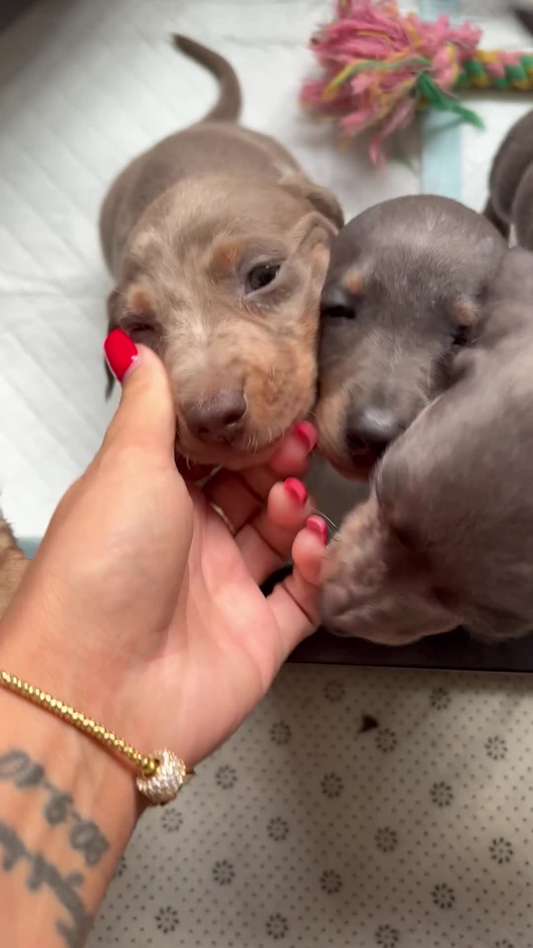 Dachshund dogs for sale: 1 female 4 male beautiful dachshund puppies  - Video 1