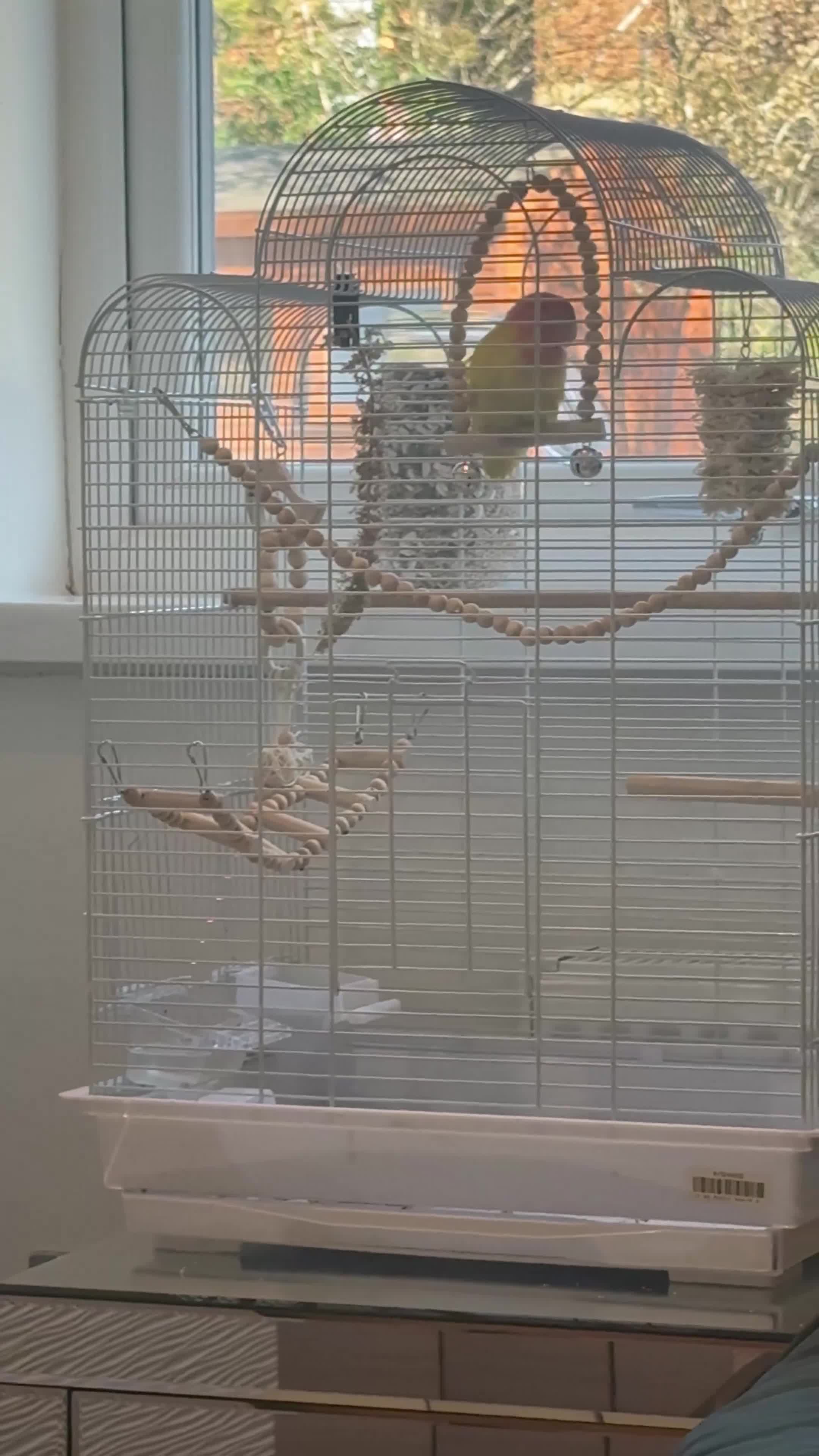 Lovebirds birds for sale: Beautiful semi tamed Love bird- Jenny  - Video 1