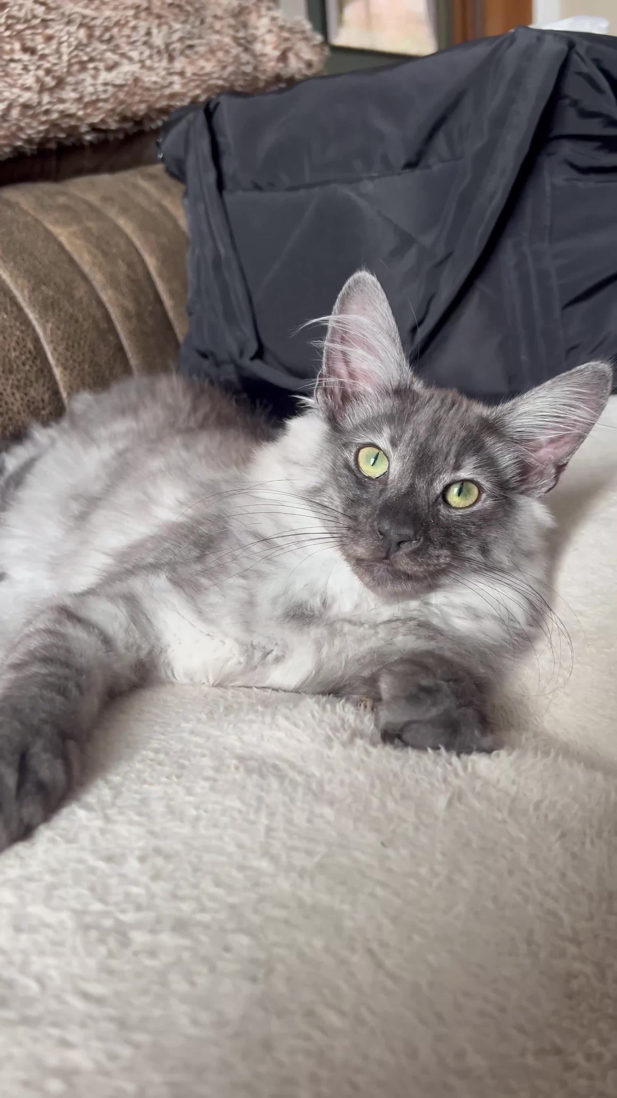 Norwegian Forest Cat cats for sale: Full FIFe pedigree Norwegian Forest Kittens  in Normanton - Video 4