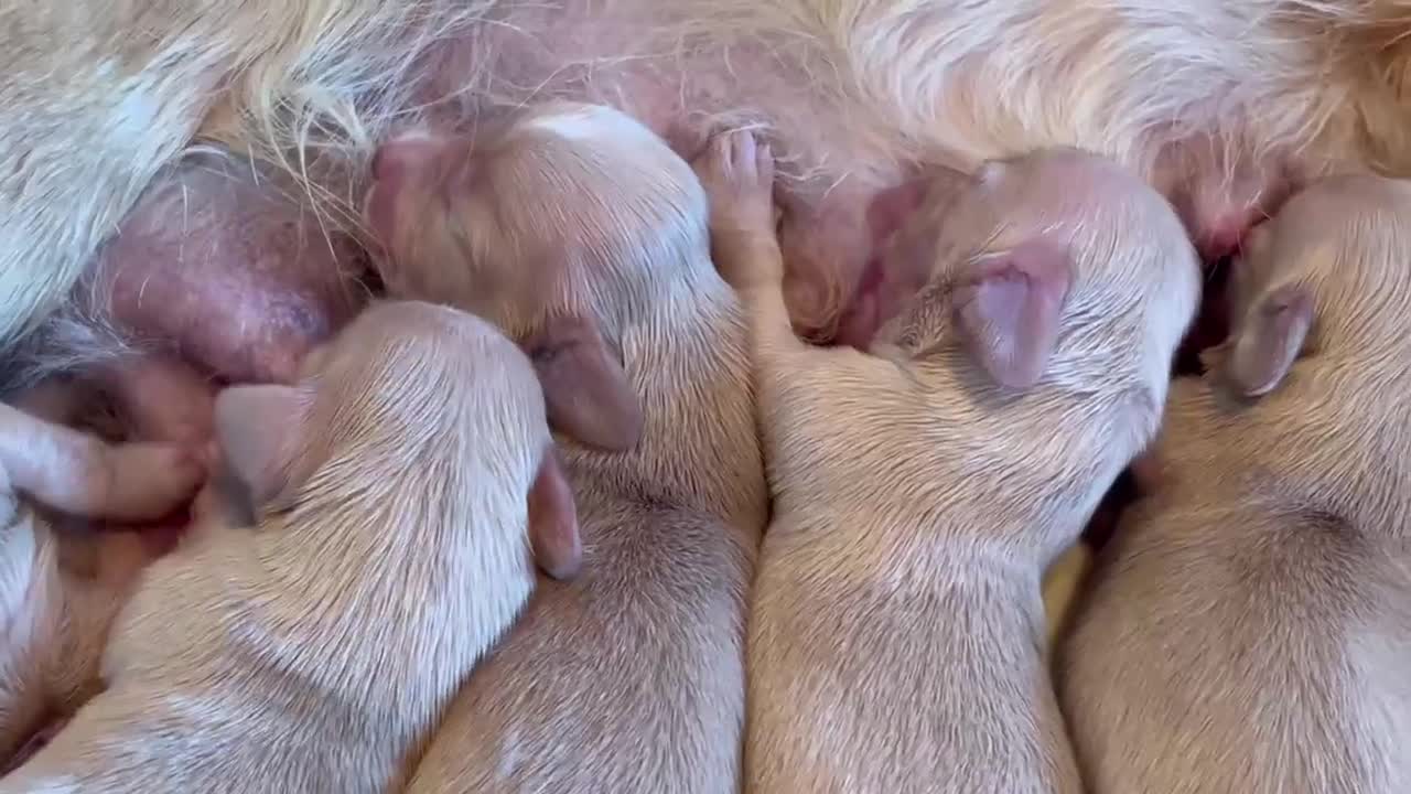 Miniature Dachshund dogs for sale: 5*Licensed+Cream+Long Hair+KC+VetChecked+PRAClear - Video 1