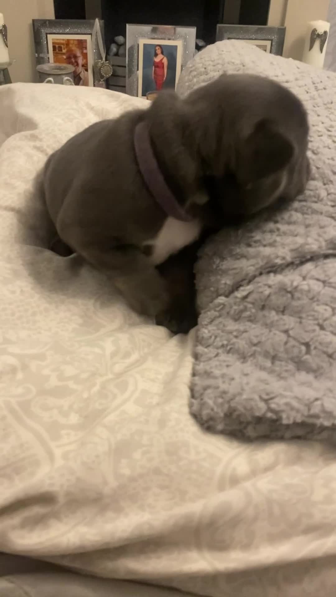 French Bulldog dogs for sale: Stunning chunky French bulldog pups  - Video 3