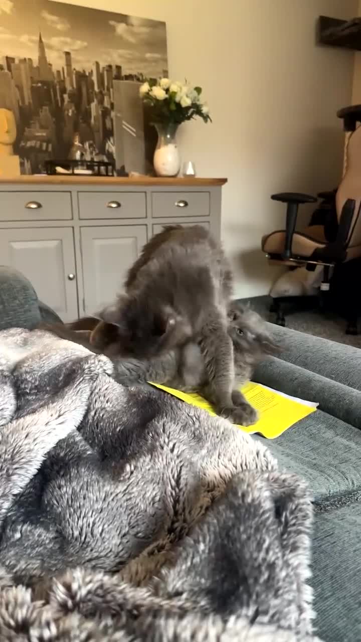 Maine Coon cats for sale: maine coon kittens  - Video 1