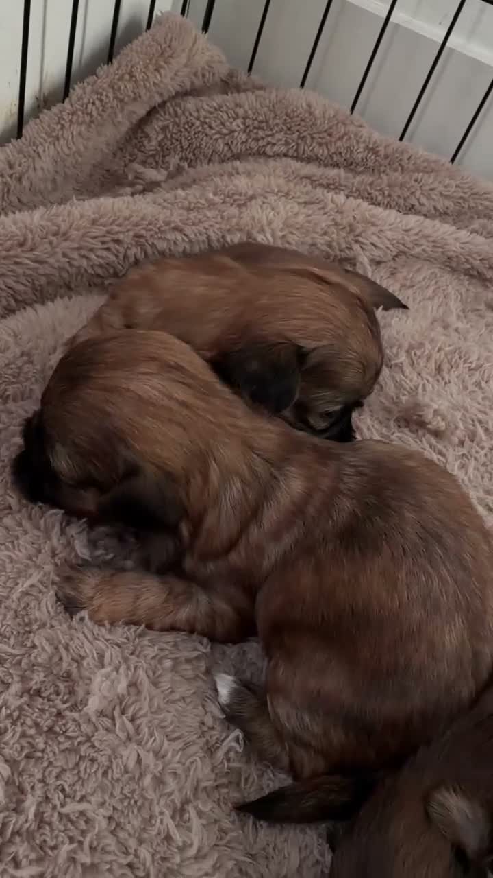 Shih Tzu dogs for sale: 🐶 Adorable Shih Tzu Puppies for Sale 🐶  - Video 3