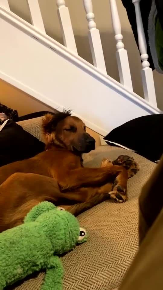 Mixed Breed dogs for sale: Male spaniel mix - Video 2