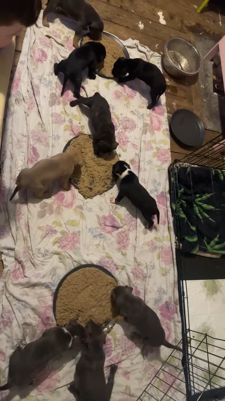 Mixed Breed dogs for sale: American bull cross puppies  in Darwen - Video 3