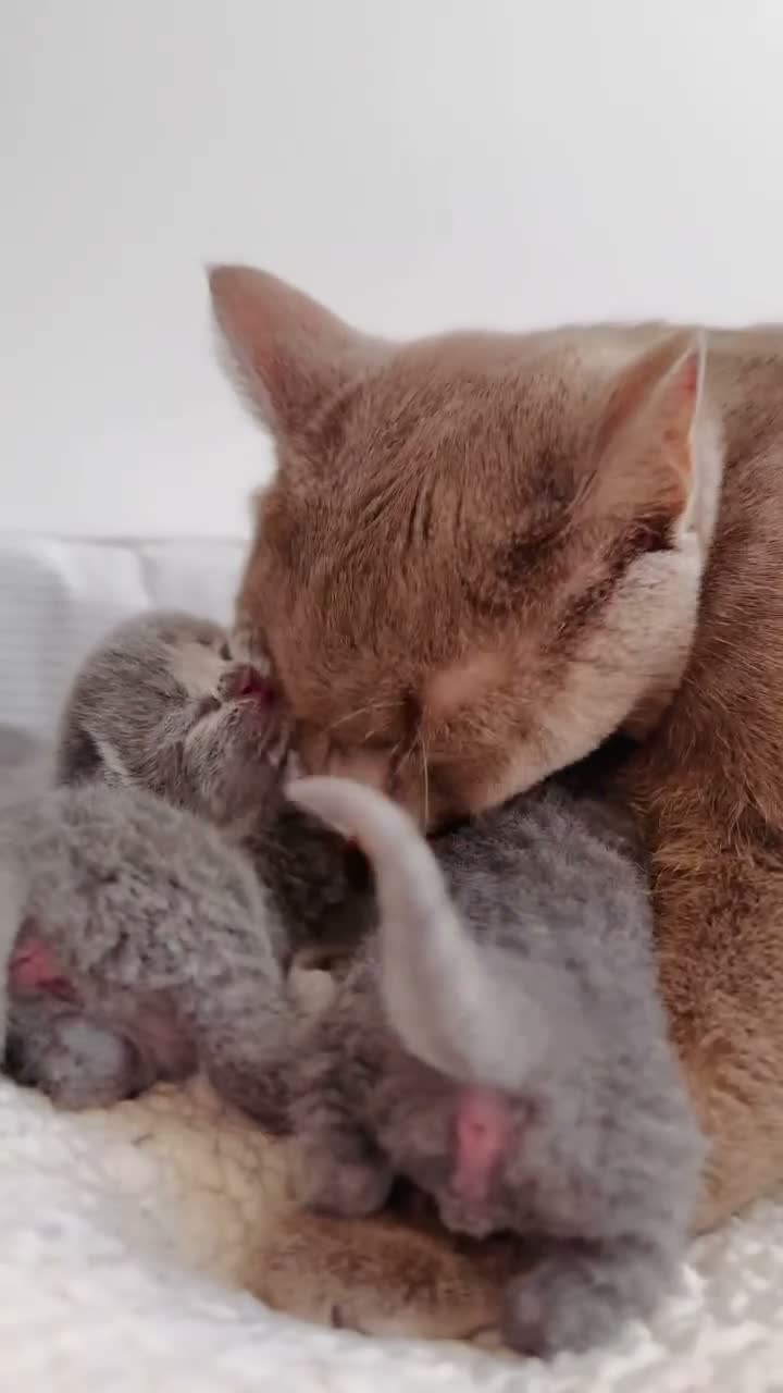 British Shorthair cats for sale: Beautiful British Shorthair Kittens 🐾 - Video 5