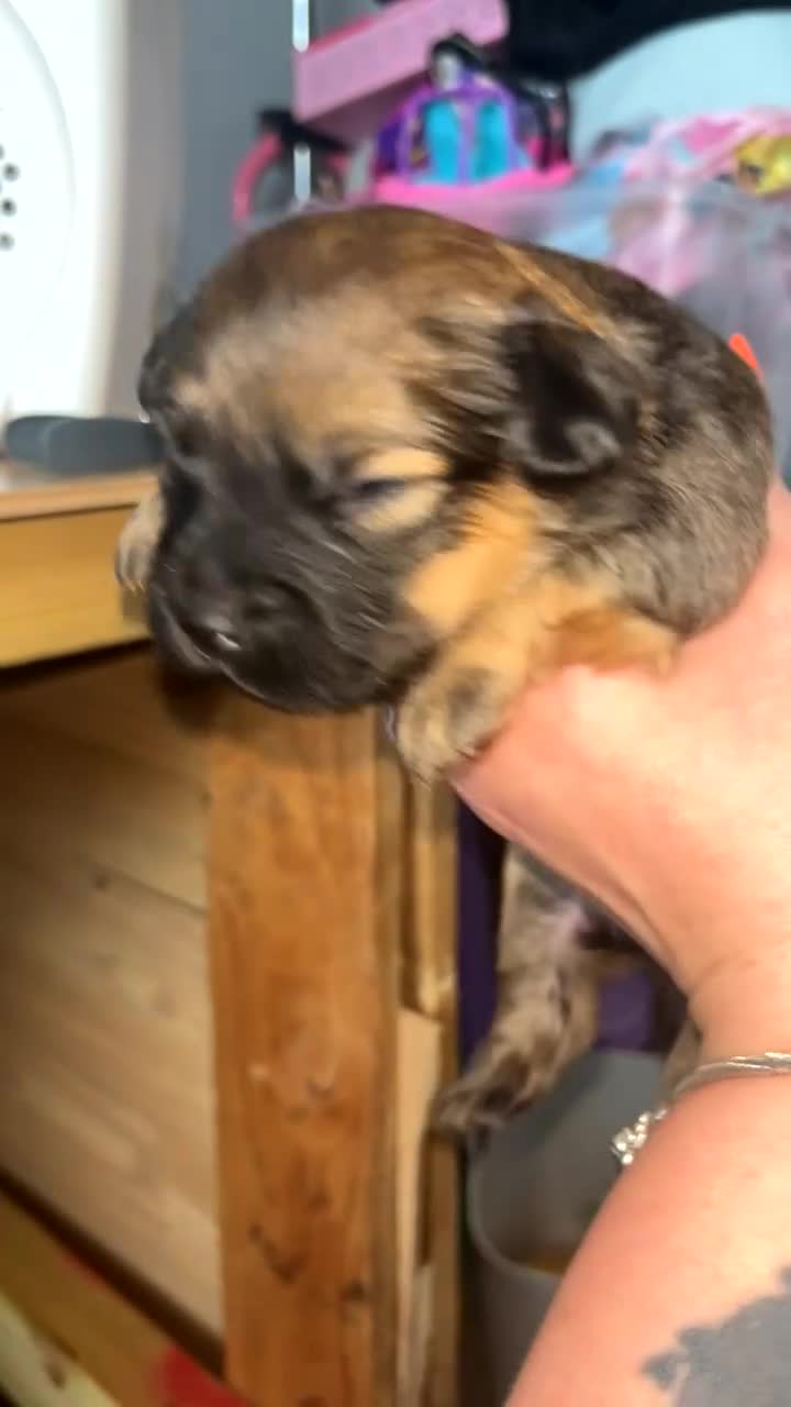 Mixed Breed dogs for sale: French sausage  in Plymouth - Video 1