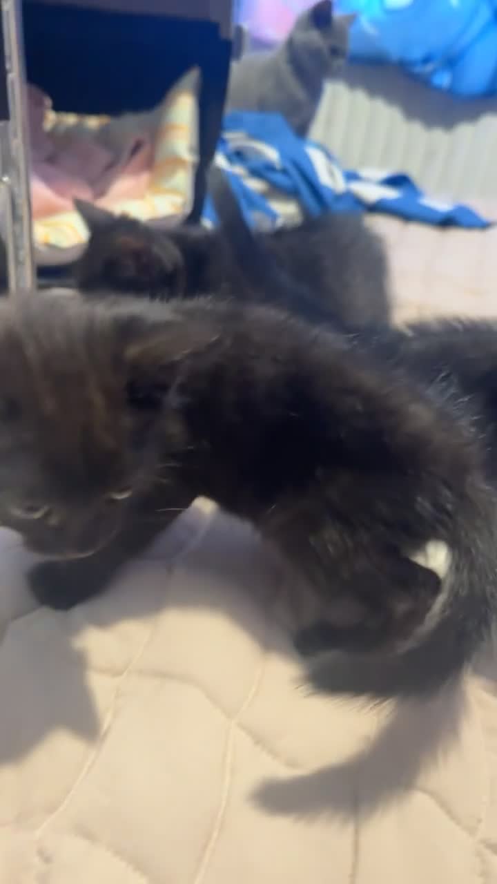 Mixed Breed cats for sale: Kittens - Video 1