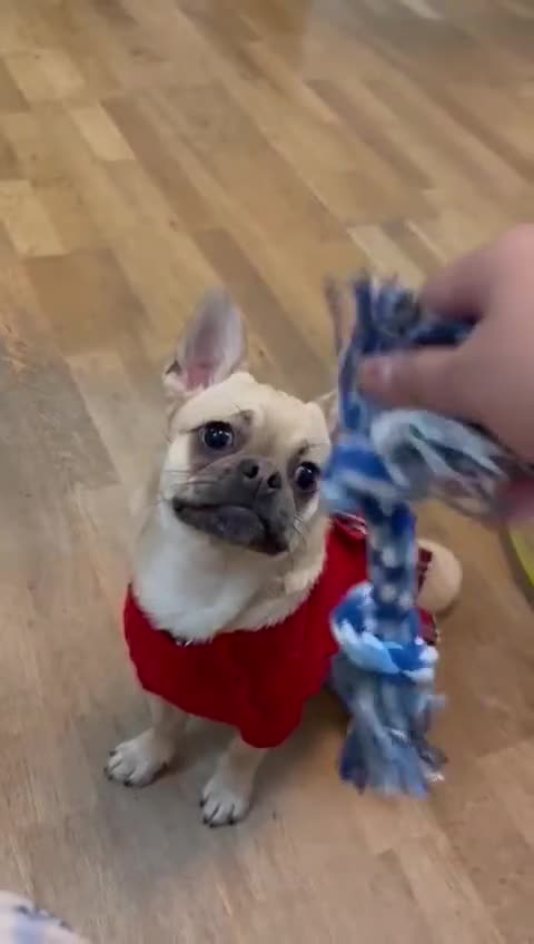 Chug dogs for sale: Bubbles (6 Months - Female Chug) - Video 1