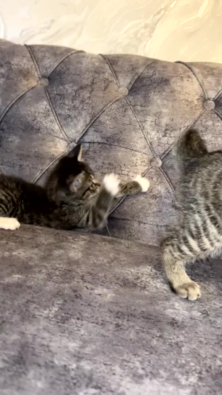 Domestic Shorthair cats for sale: Classic golden tabby kittens Full breed - Video 2