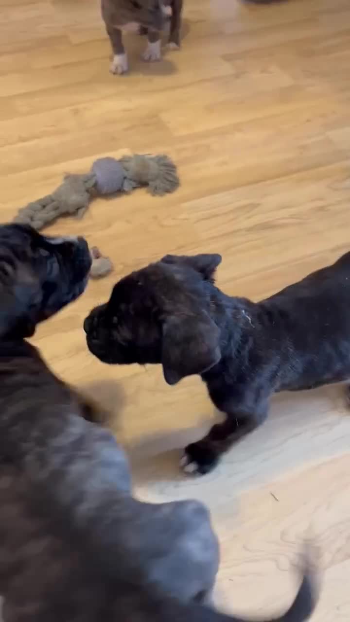 Mixed Breed dogs for sale: #Last 1 left#American bulldog x Corso - Video 5