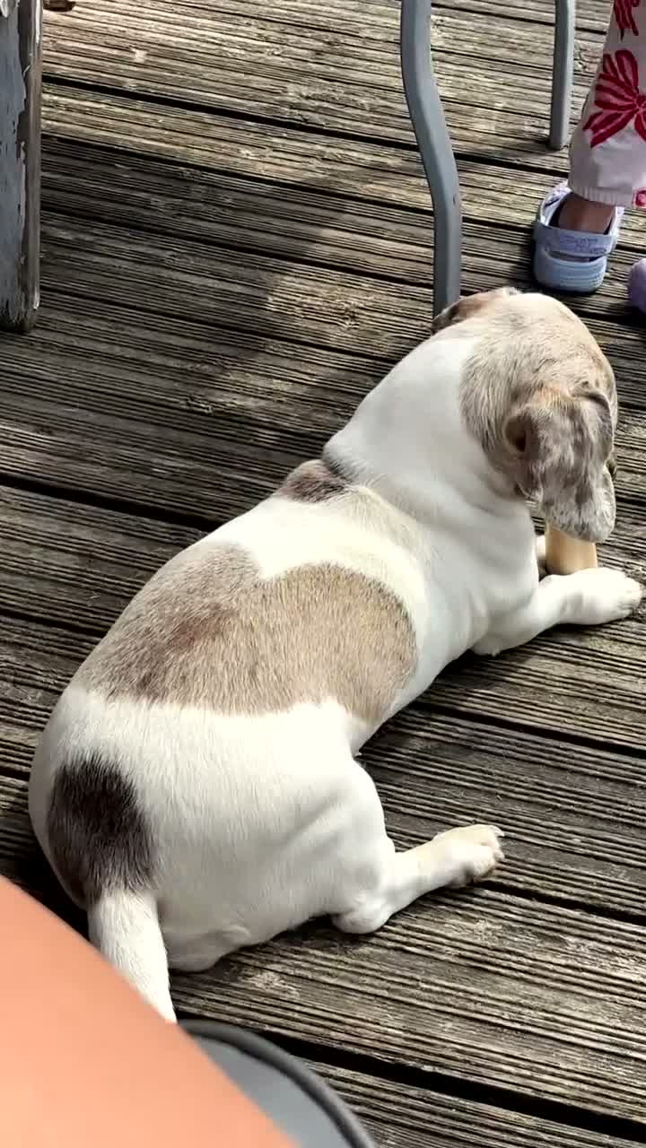 Miniature Dachshund dogs for sale: 2 miniature dachshund girls for sale dapple pieb in Bradford - Video 1