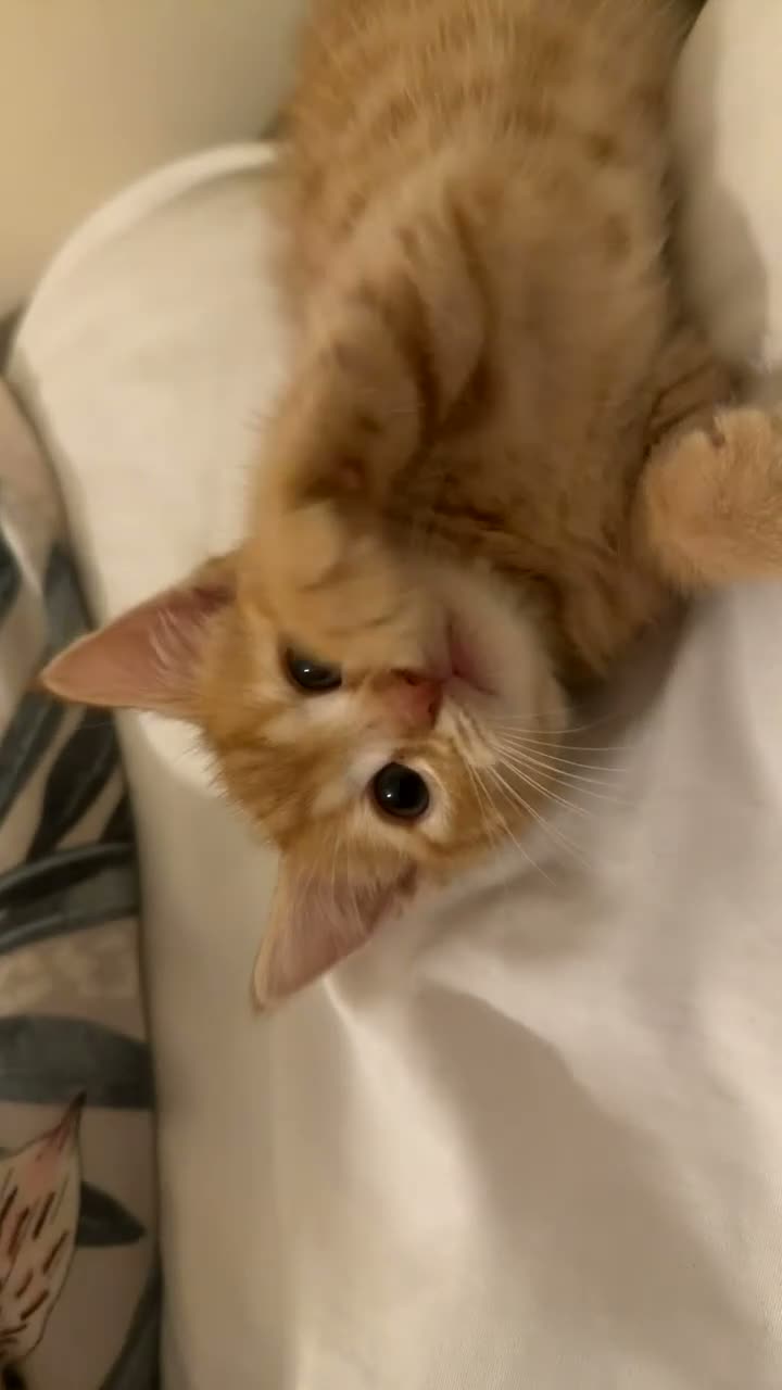 Bengal cats for sale: Beautiful boy kitten left mixed with bengal  - Video 1