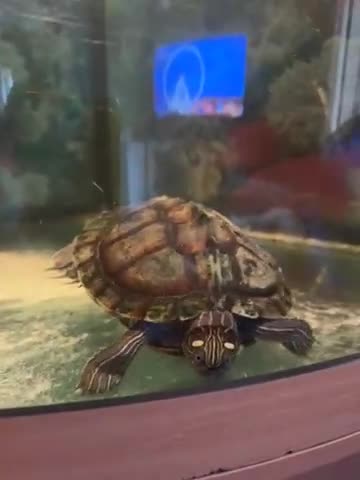 Turtle reptiles for sale: Mississippi map turtle Free - Video 1
