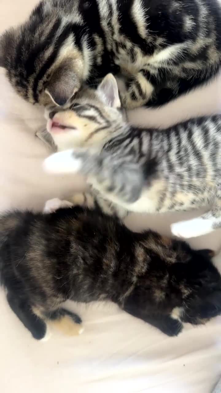 Mixed Breed cats for sale: Mixed Ragdoll / Tabby Adorable Kittens  - Video 3