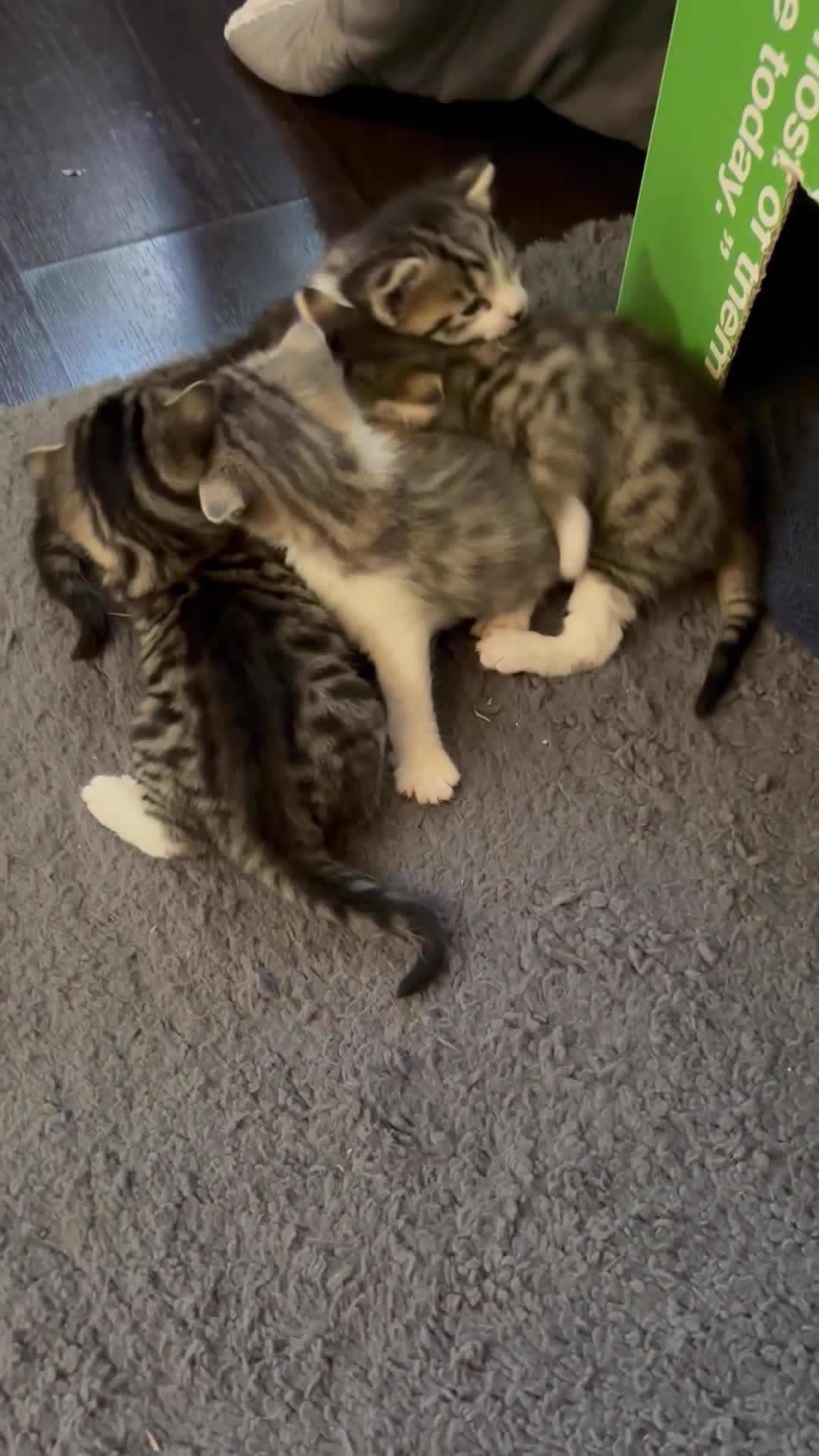 Mixed Breed cats for sale: Beautifully marked kittens for sale in Manningtree - Video 1