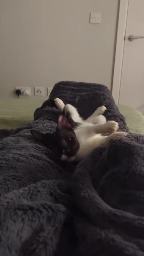 Mixed Breed cats for adoption: DAISY 6M USED TO CALM DOG-CUTE AS A BUTTON - Video 2