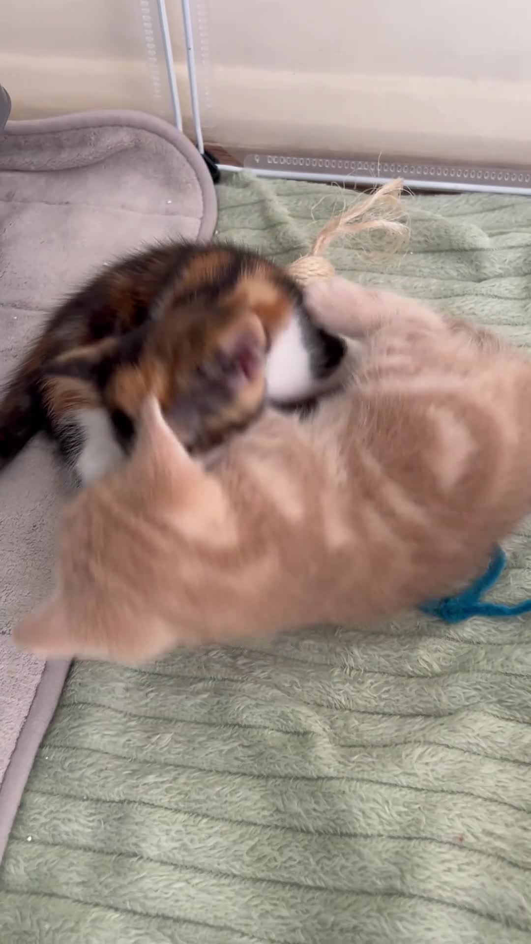 Mixed Breed cats for sale: Adorable and very playful kittens - Video 2