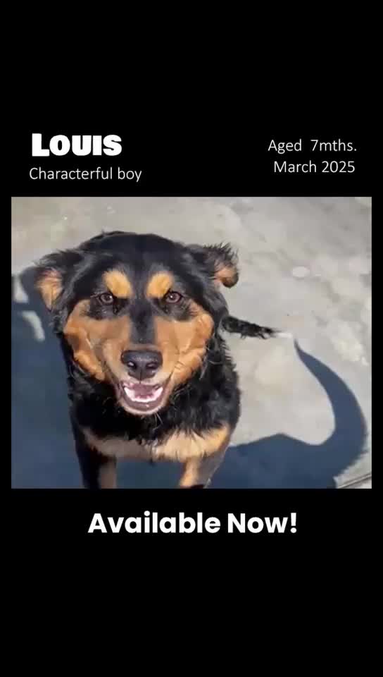 Mixed Breed dogs for adoption: Louis, 7 months. Available for adoption. in Brixham - Video 3