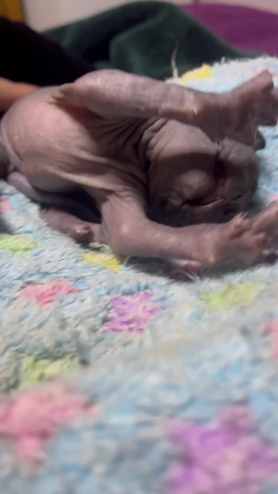 Sphynx cats for sale: Canadian Sphynx kitten  - Video 2