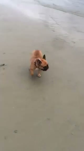 French Bulldog dogs for stud: Champion French Bulldog Import Available for Stud - Video 1