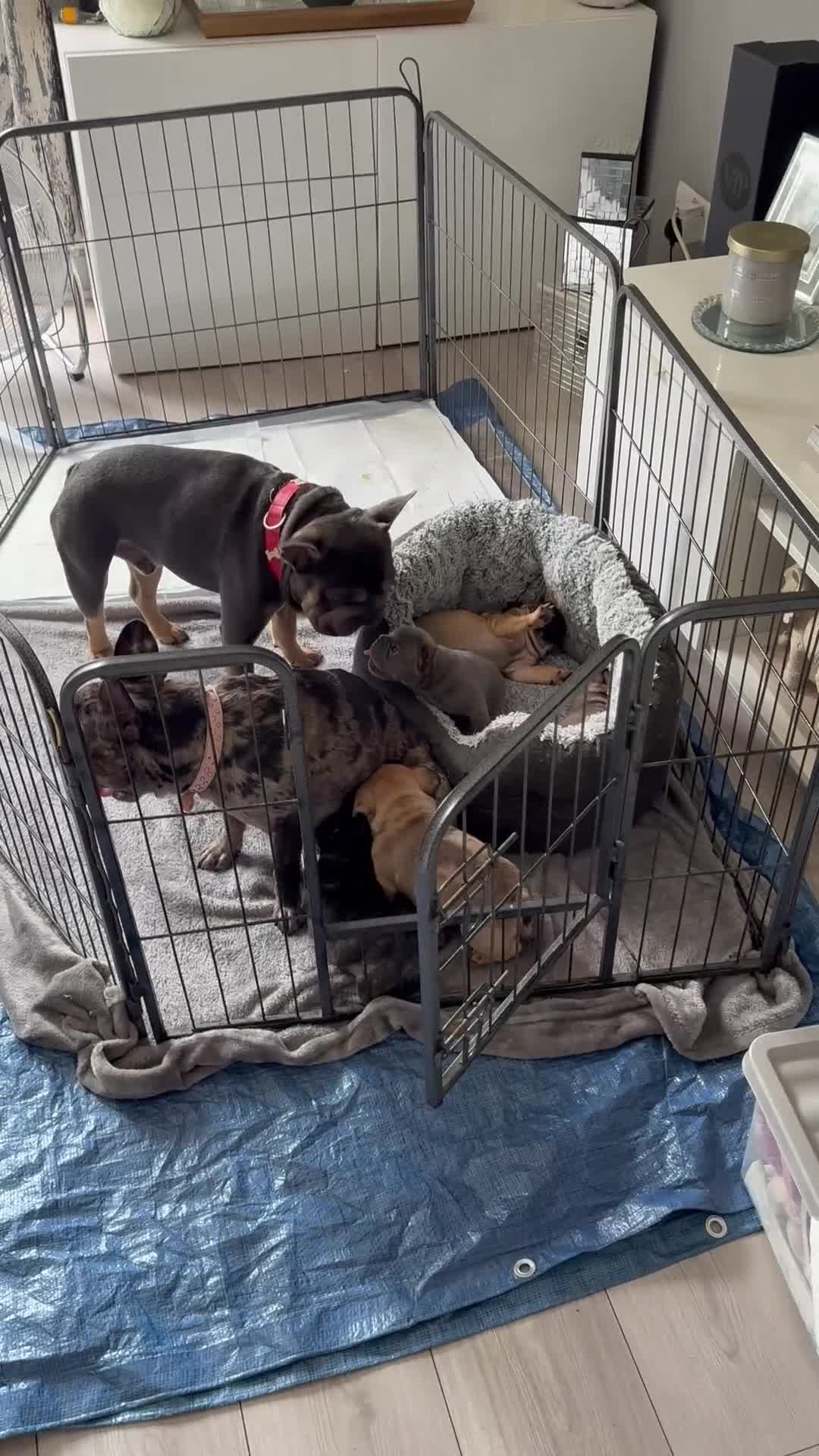 French Bulldog dogs for sale: 5 beautiful Kc reg pups carrying  **  & fluffy - Video 2