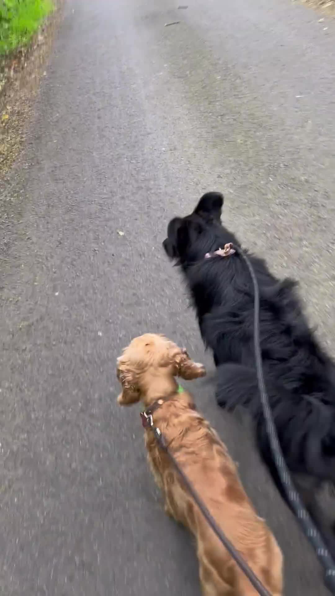 Mixed Breed dogs for adoption: WILF - CEO OF HAPPINESS 😄 - Video 2