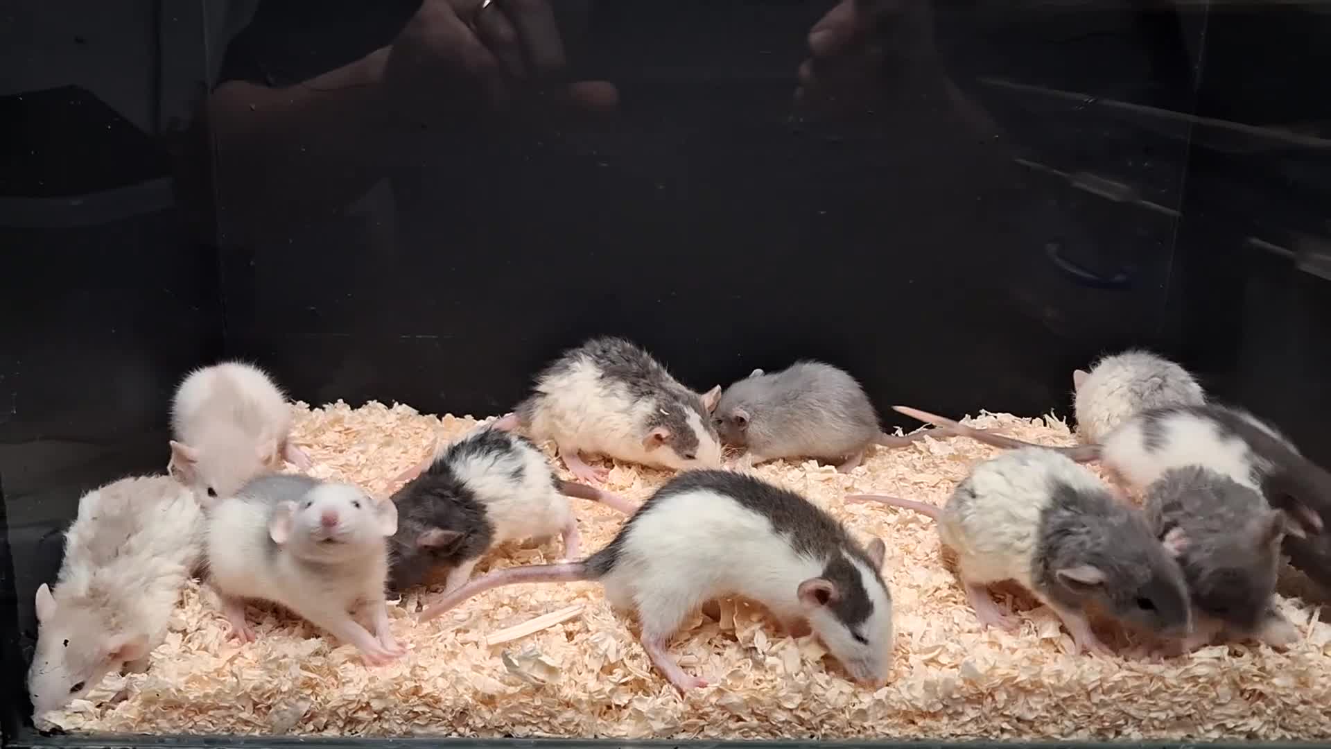 Rat rodents for sale: Baby Dumbo rats, Males & Females - Video 2