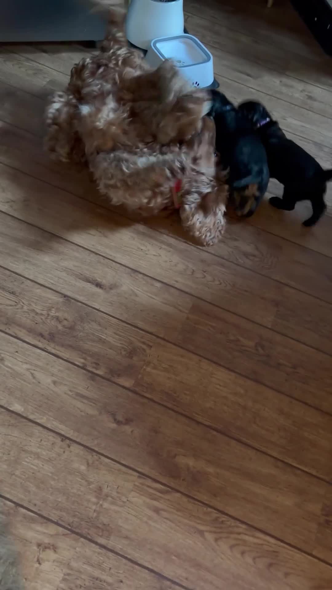 Cocker Spaniel dogs for sale: 💚 FULLY VACCINATED & READY NOW 💚 - Video 5