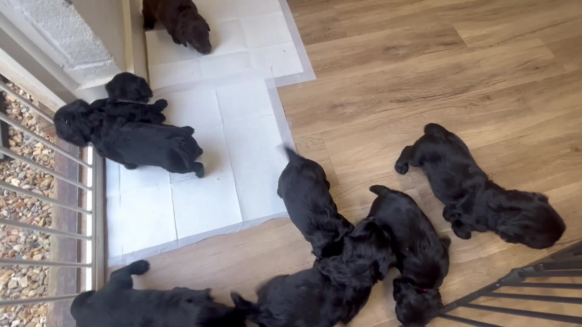 Sprocker dogs for sale: Stunning F1 Sprocker Spaniel Pups - Video 1